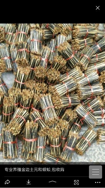 富源县 药用蜈蚣