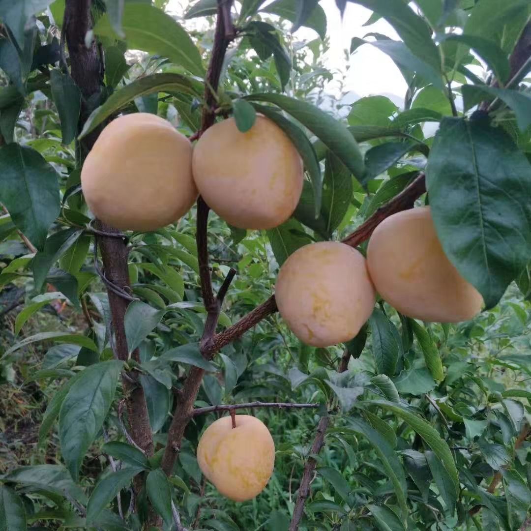 恐龙蛋李子苗 恐龙蛋李子