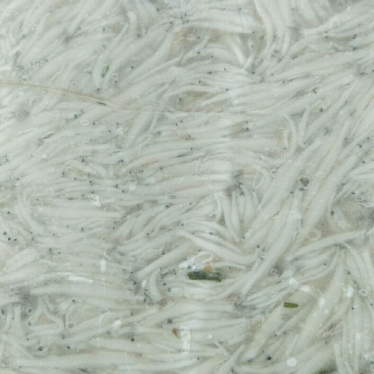 大银鱼 鲜度好