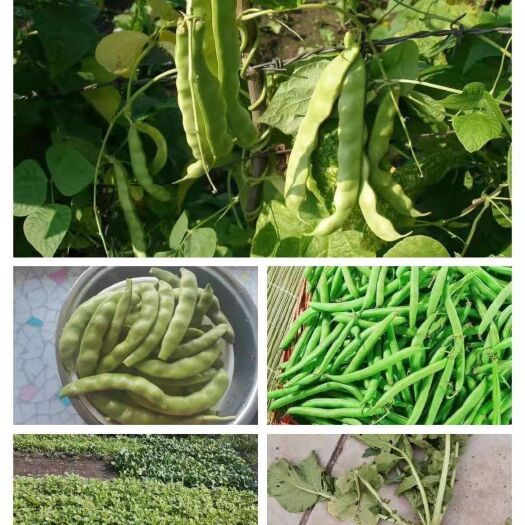 赤峰油豆角 出售：面油豆，父母在自己家小园种的，绿色无化肥农药。