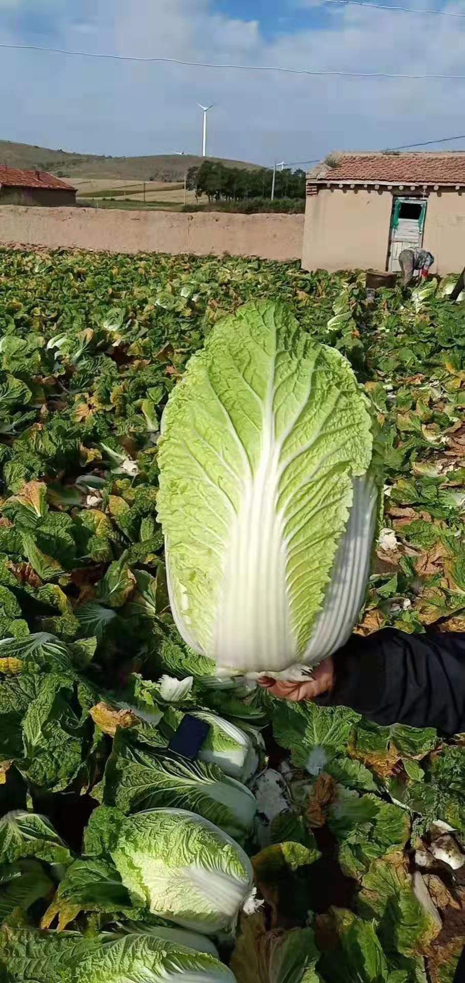 东北大白菜 3~6斤 净菜