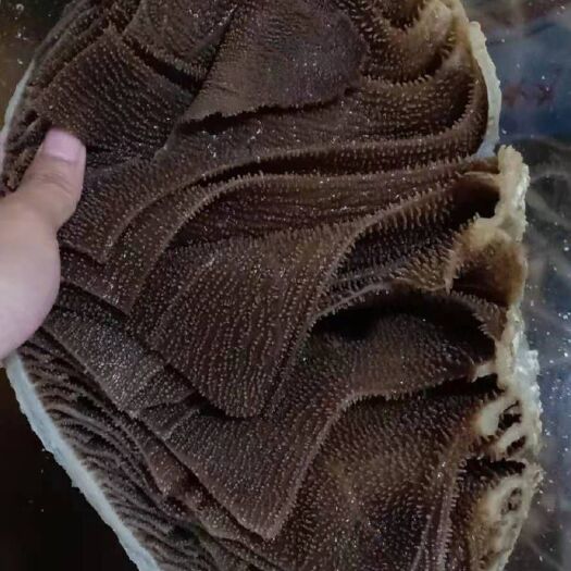 资中县 毛肚个子