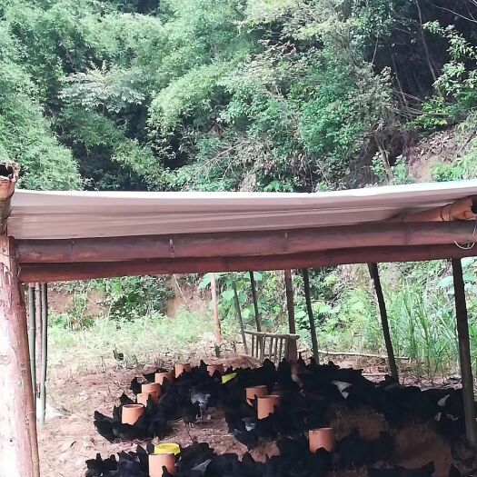 铅山县五黑一绿鸡苗 高山脱温鸡