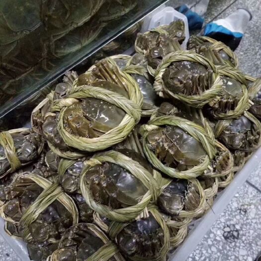 南陵县固城湖大闸蟹 中华绒毛公蟹