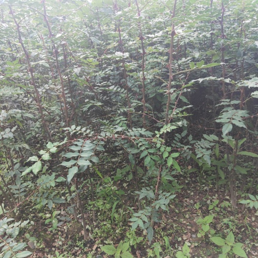 天水 甘肃大红袍花椒苗伏椒包邮