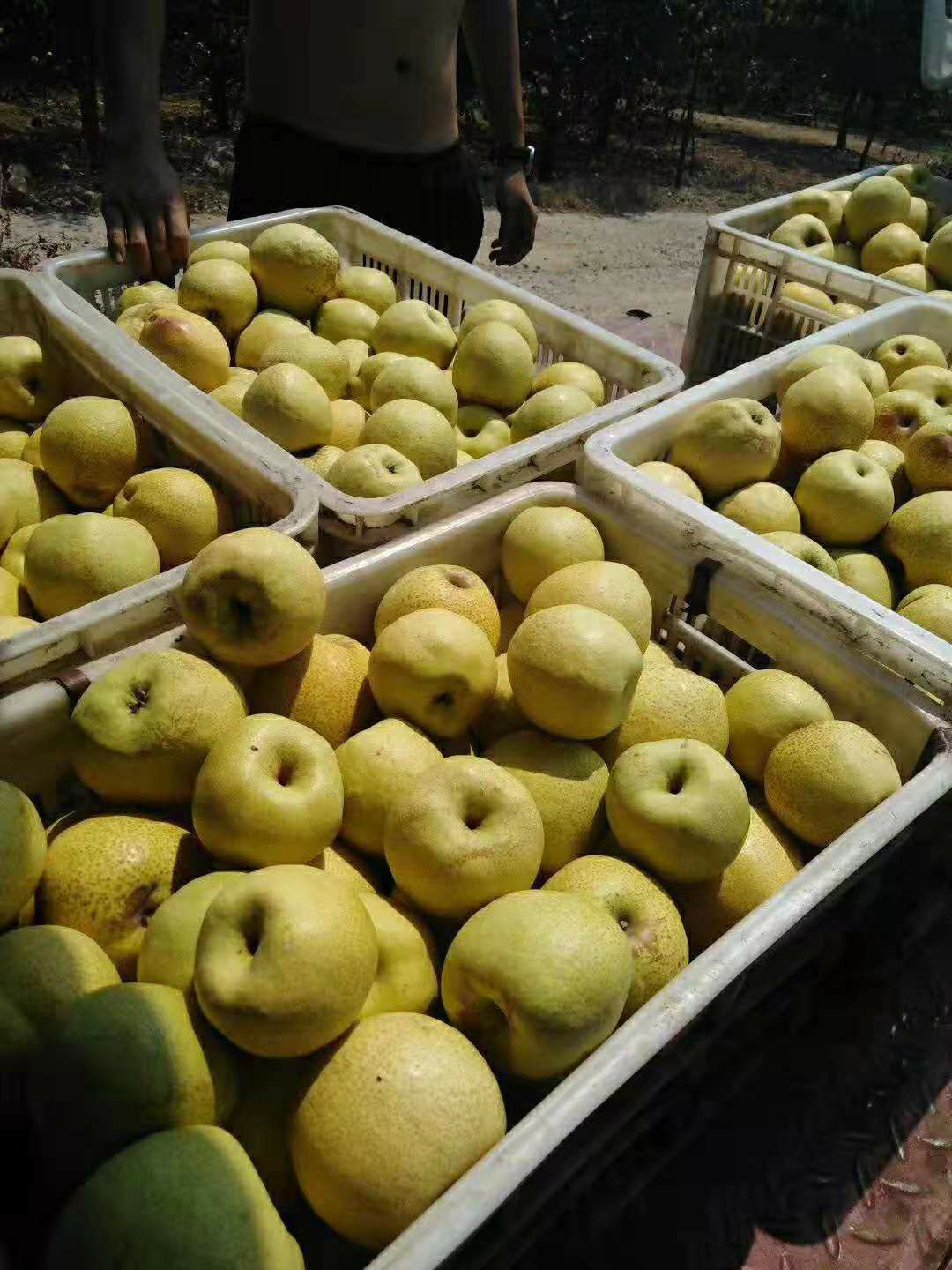  平顶山本地自家特色品种香梨，大批量上市 诚意出售，良心价格