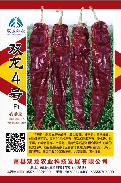 萧县甜椒种子 抗病性极强的色素椒