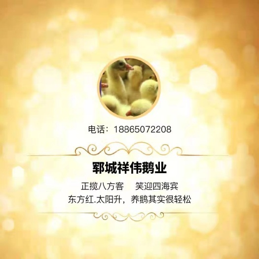 郓城县 大三花鹅苗     杂交鹅苗    泰州杂交鹅苗
