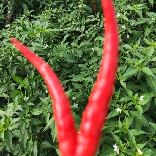 曹县艳红辣椒  超红嫣红辣椒！市场商超直供！货品质量保证