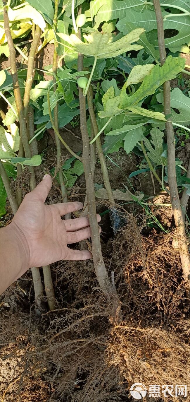 布兰瑞克苗 当年结果的无花果苗，甜度高，产量高，一叶一果