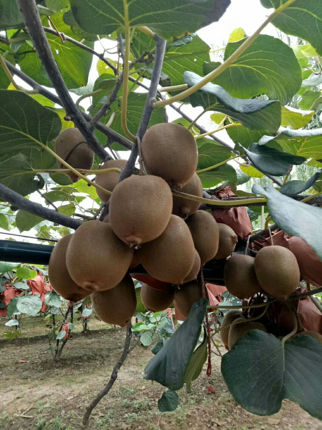 华优猕猴桃 90~100克