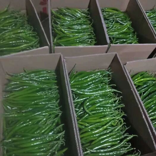 芜湖 精品青线椒大量供应中