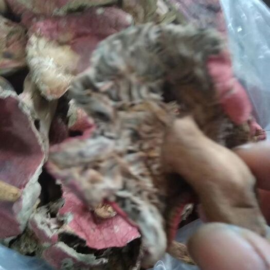  红菇