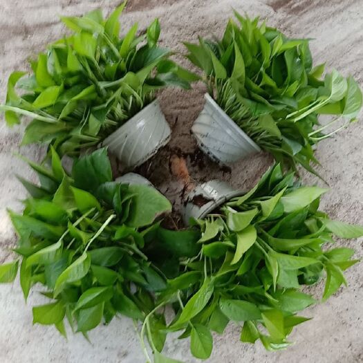 广州绿萝 180白盆  高红盆出售