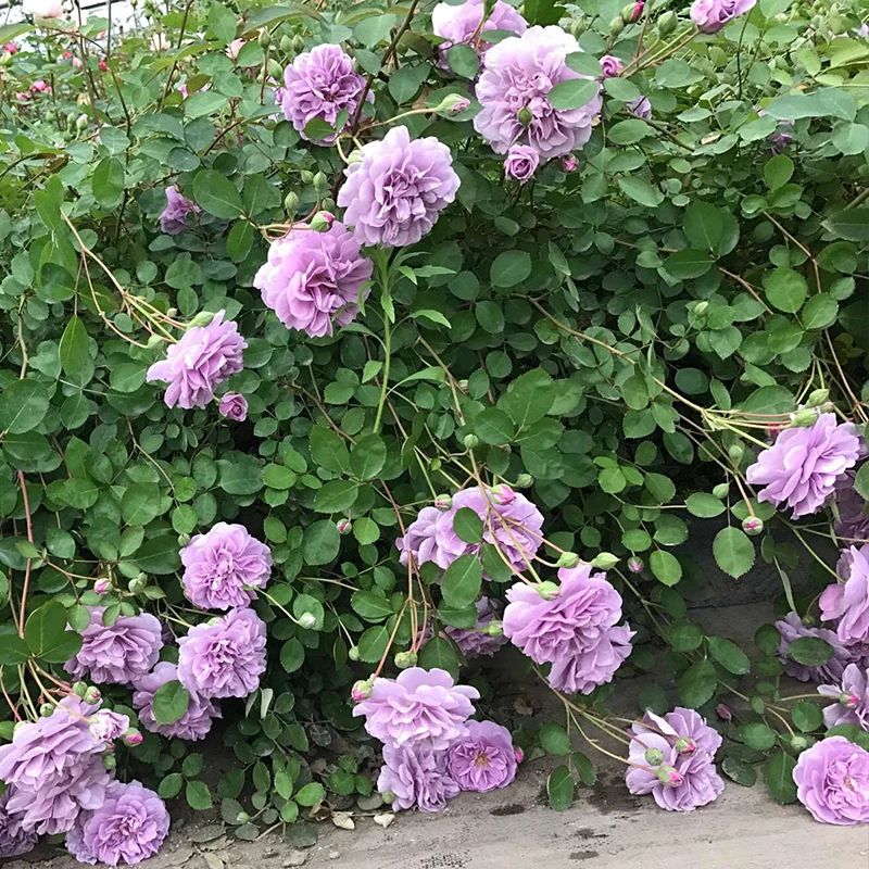 藤本月季花苗玫瑰蔷薇 蓝色阴雨 大型爬藤蓝紫色多季开花