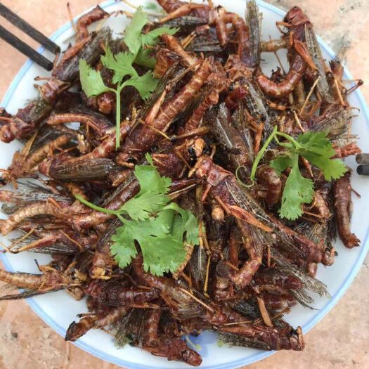 长治东亚飞蝗 今年最后一批蚂蚱上市啦！正在火爆热卖中，想要的抓紧时间预订咯