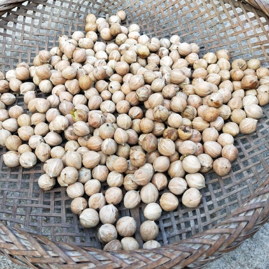 靖州县 大山深处的馈赠，精品山核桃