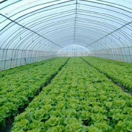 郑州种植大棚 椭圆管蔬菜大棚
