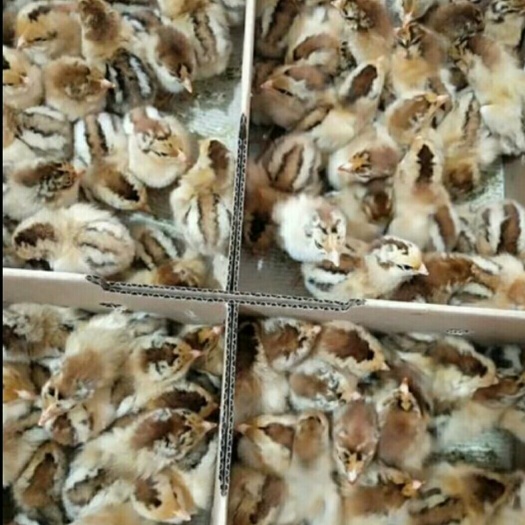 衡阳 良凤花鸡苗