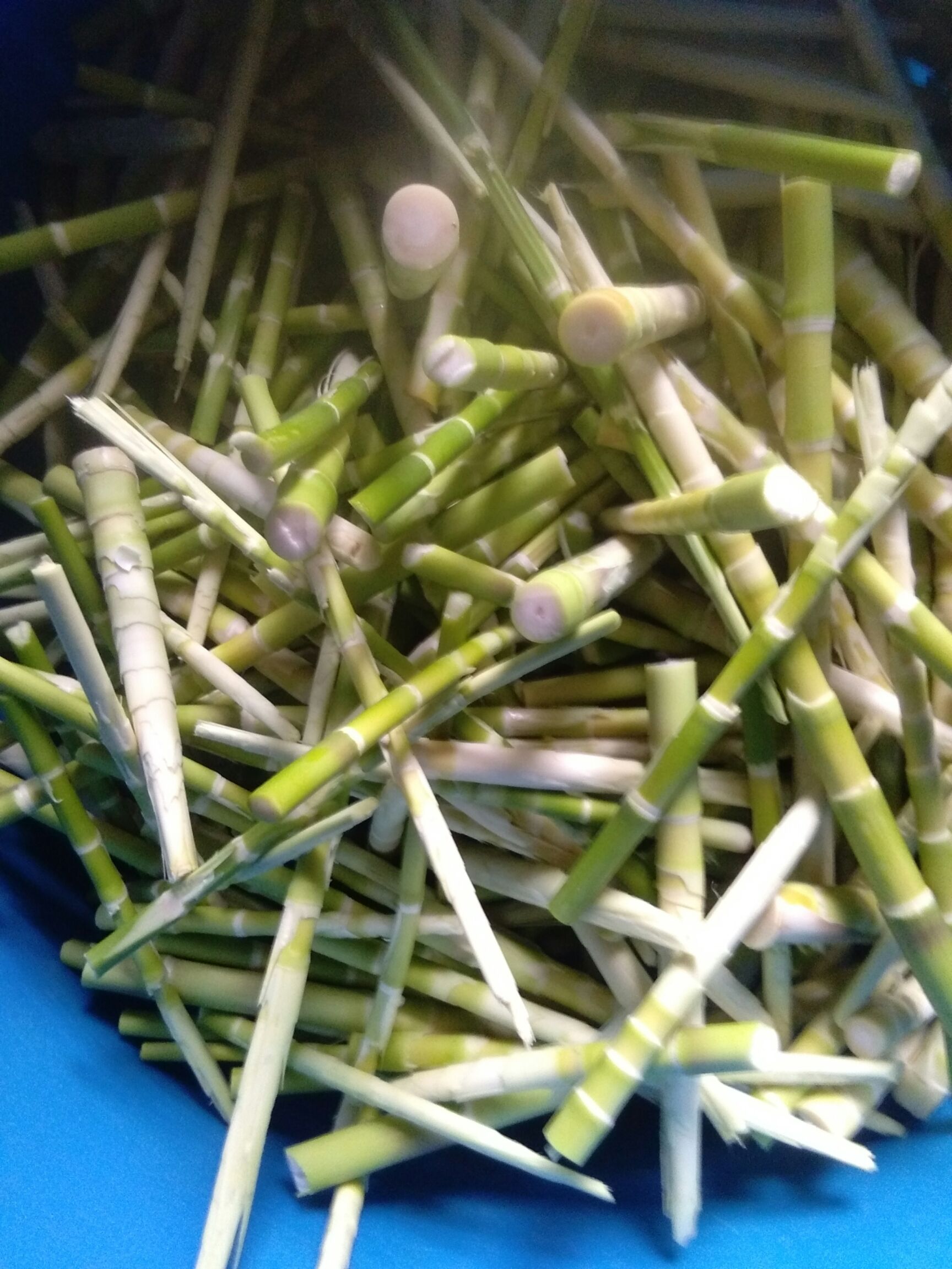 小笋干 3-6个月