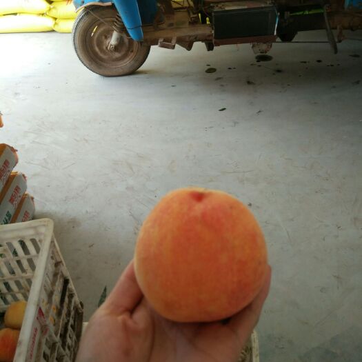 曹县秋红桃 自己家种的桃树，用大豆追施的肥，无公害的绿色食品