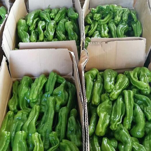 夏邑县青秀辣椒 大青椒