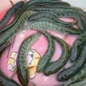 佛山七星鱼苗 七星鱼 幼苗  水花苗