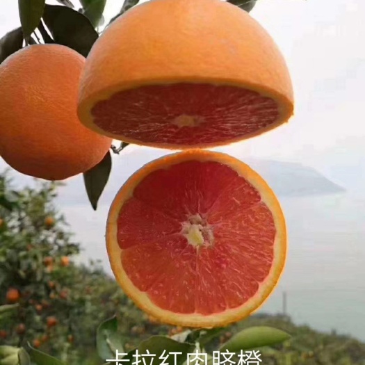 安远县卡拉卡拉红肉脐橙苗 脐橙苗卡拉红肉脐橙苗血橙苗包邮