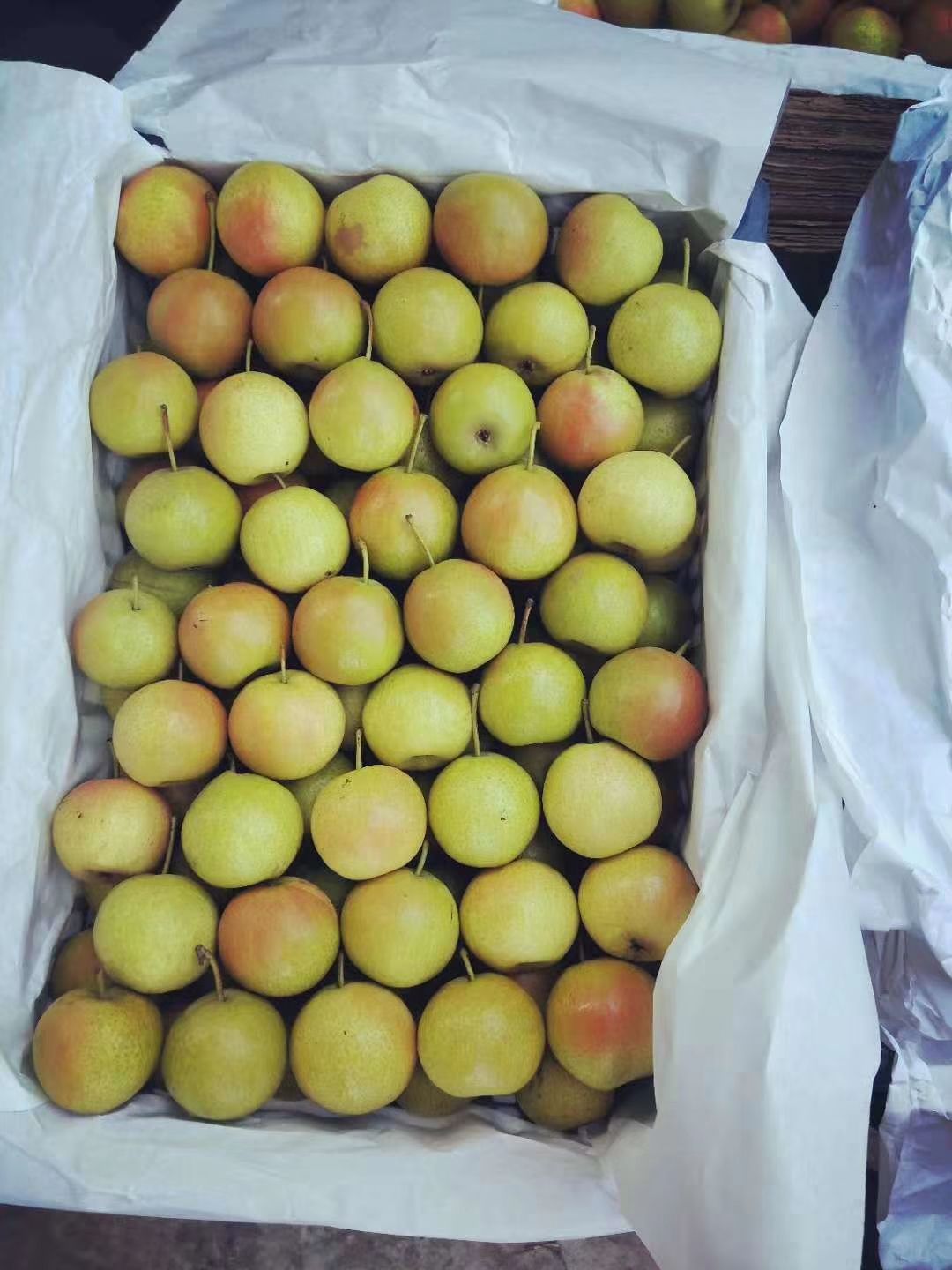 南国梨 <细皮，鲜果，库储>