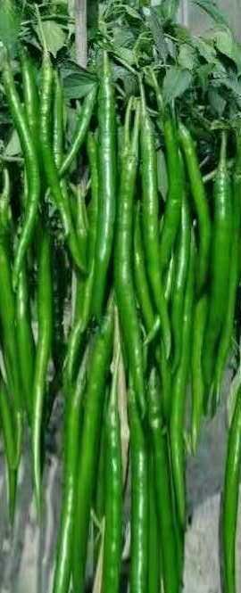  大果尖椒，黑，黄线椒，泡椒，辣妹