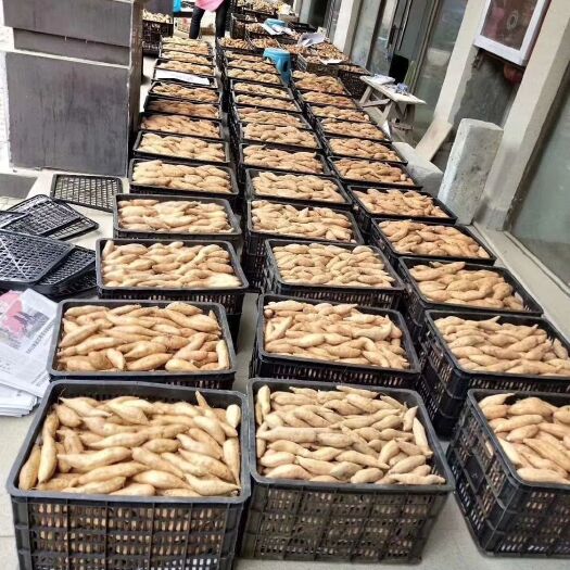 紫云县紫云红心红薯 3两~6两 黄皮
