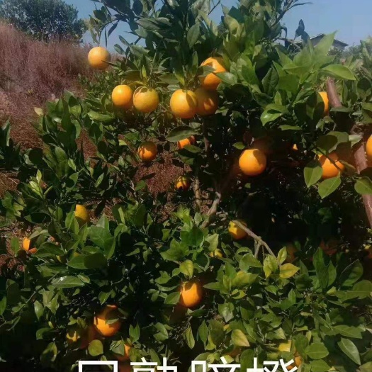 安远县赣南脐橙苗 脐橙苗早熟脐橙苗赣南早