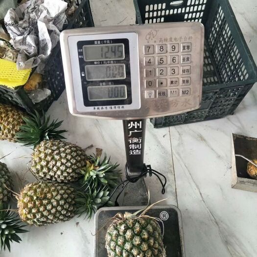 博白县西瓜凤梨 品质决定价格，产量提高收益，苗木有限，观望就会失去机会。