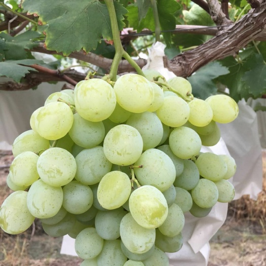 长兴县碧玉葡萄 超甜白罗莎里奥（日本）