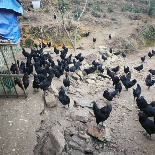 南宁 深山乌鸡不外卖，要卖就卖乌鸡蛋