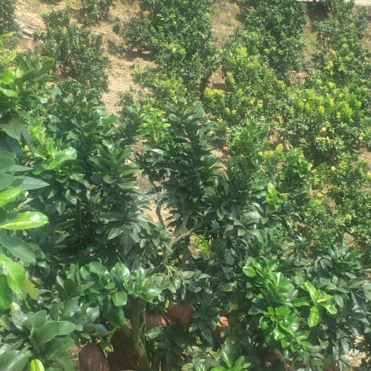 平果市沙田柚 自家农场种植300亩