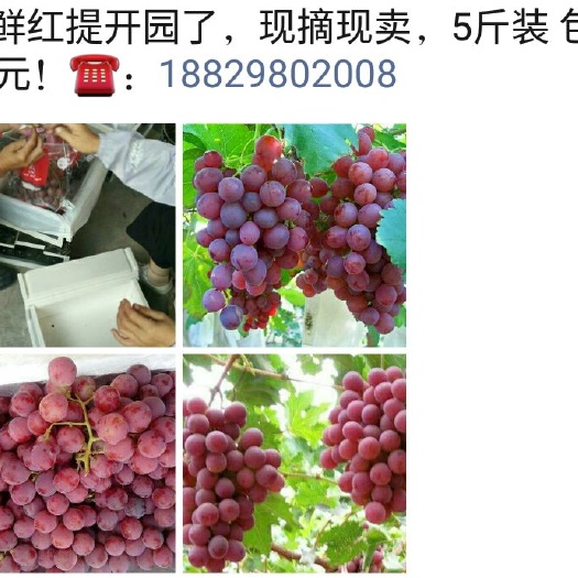礼泉县 红提葡萄