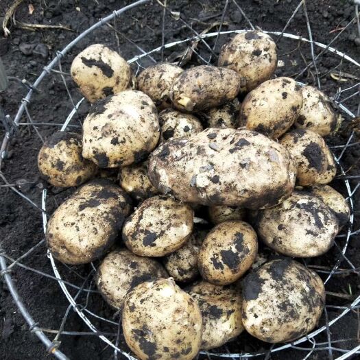 牙克石市尤金885土豆 新佳，尤金菜豆大量上市啦