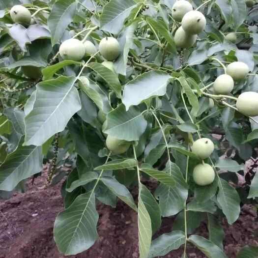 黄龙县 大量纸皮核桃出售