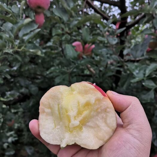 昭通 昭通高原红富士糖心苹果
