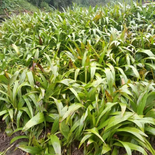 芦山县紫花白芨苗 家种野生三叉白芨，需要的可以联系