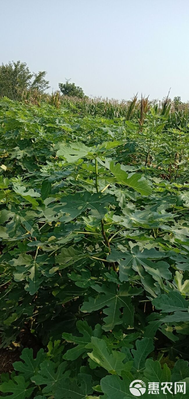 布兰瑞克苗 当年结果的无花果苗，甜度高，产量高，一叶一果