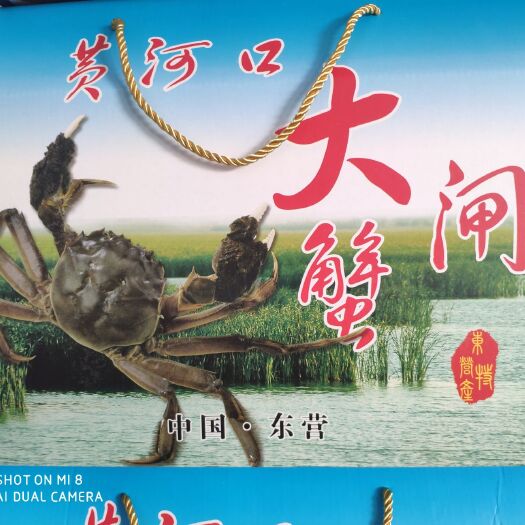 东营 纯正黄河口大闸蟹