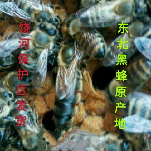 饶河县黑蜂 东北种王 蜂王种王饶河种王意蜂王