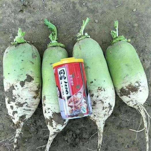 通许县青萝卜 绿色食品，无公害蔬菜