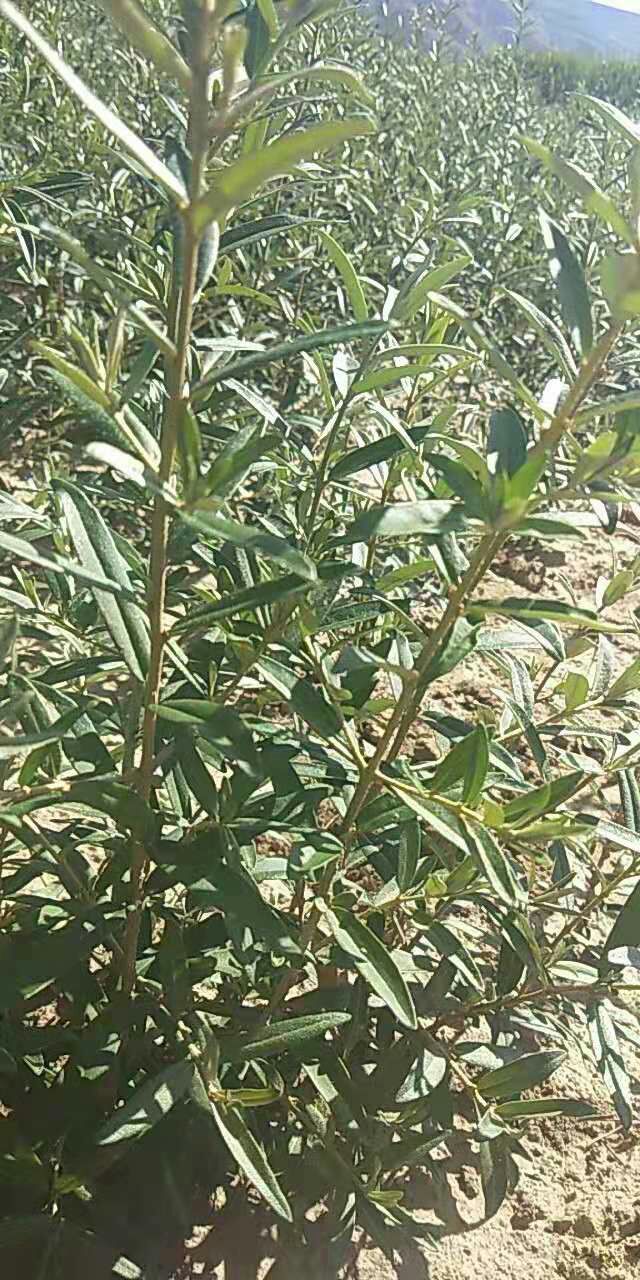  一年生沙棘苗供应