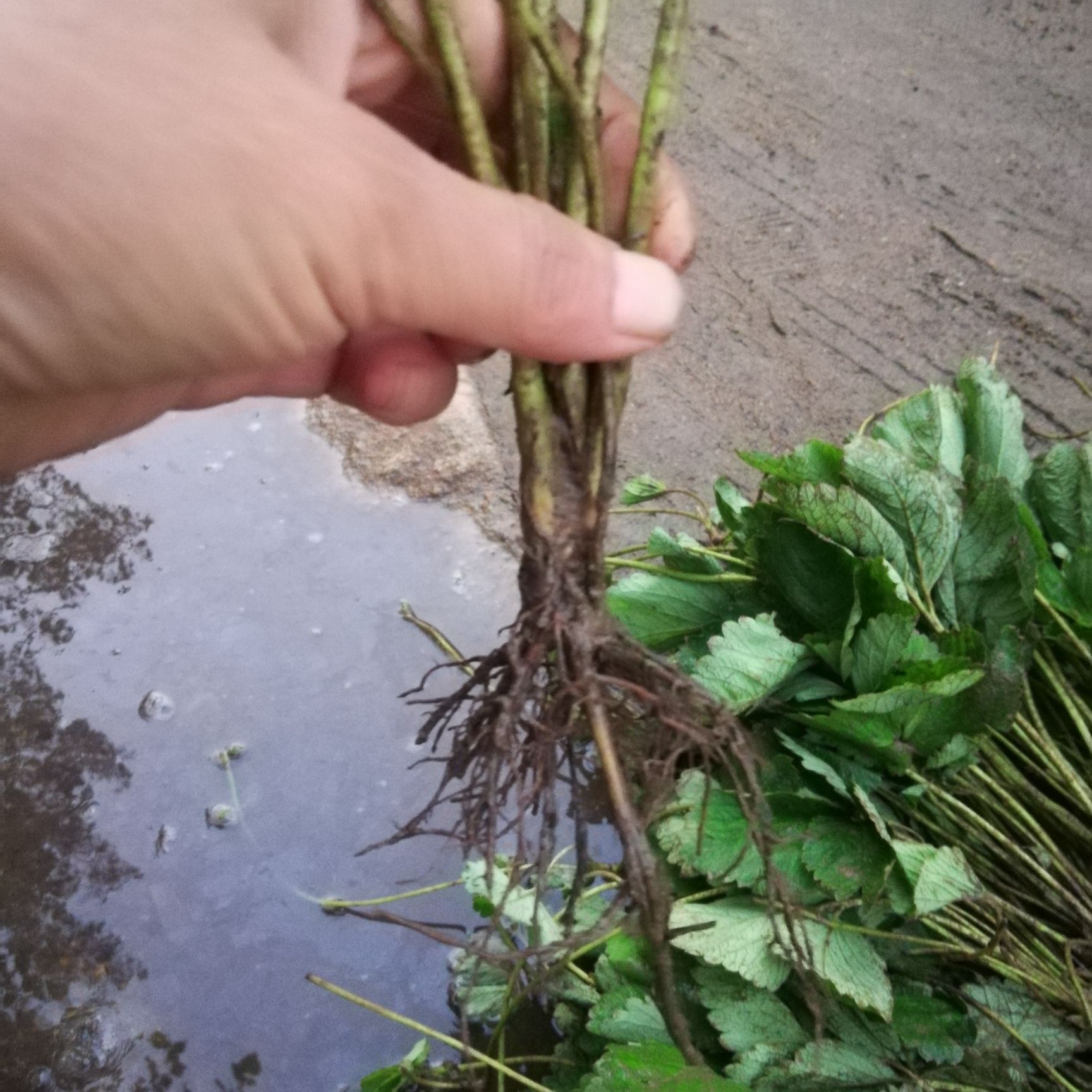  甜宝草莓苗，优质草莓苗，可免费提供技术指导