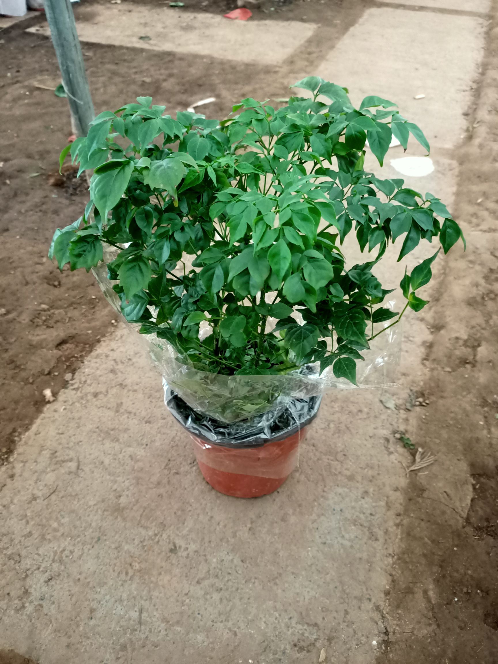 幸福树盆栽 大幸福树平安树大客厅办公室绿植盆栽绿宝室内大型盆栽水培植物