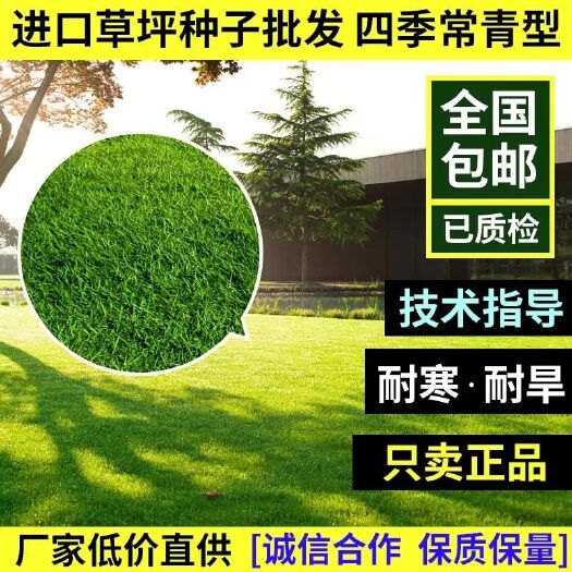 高羊茅种子 高羊茅草籽耐践踏庭院不修剪护坡绿化草皮种籽四
