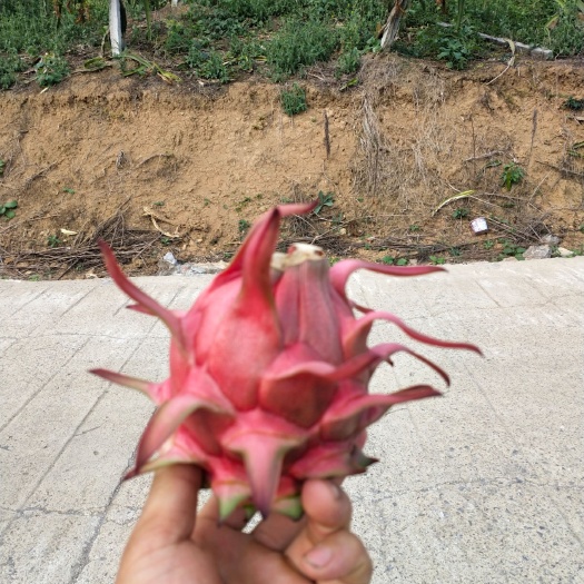 红皮红肉火龙果 中（5-7两）